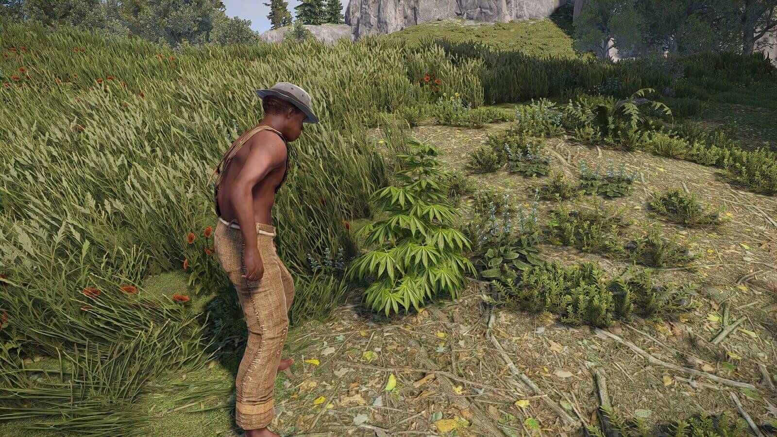 Picking up a hemp plant for cloth in Rust
